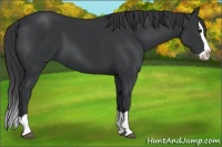 Horse Color:Black Splash 