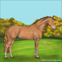 Horse Color:Chestnut Sabino 