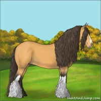 Horse Color:Buckskin 