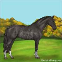 Horse Color:Smoky Black  and Smoky Black Rabicano 