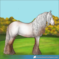 Horse Color:Gray Gold Champagne 