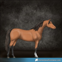 Horse Color:Bay Sabino 