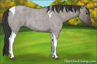 Horse Color:Grullo Roan Tobiano 