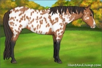 Horse Color:Bay Splash Appaloosa 