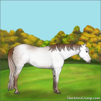 Horse Color:Gray Chestnut 