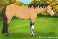 Horse Color:Buckskin 
