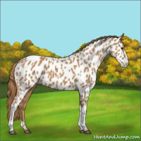 Horse Color:Chestnut Appaloosa 