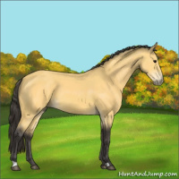 Horse Color:Buckskin 