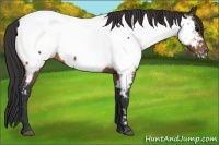Horse Color:Bay Roan Near Fewspot 