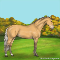 Horse Color:Silver Buckskin 