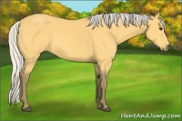 Horse Color:Silver Buckskin 