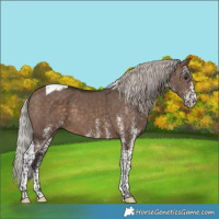 Horse Color:White Spotted Silver Brown Dun Tobiano 