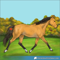 Horse Color:Unknown 