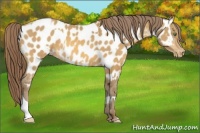 Horse Color:Amber Cream Champagne Appaloosa  and Amber Cream Champagne Appaloosa 