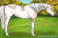 Horse Color:Chocolate Palomino Pearl Tobiano Frame and Palomino Pearl Tobiano Frame