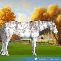 Horse Color:Grullo Sabino Rabicano