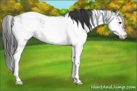 Horse Color:Grullo Sabino Rabicano 