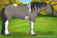 Horse Color:Grullo Roan Tobiano