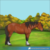 Horse Color:Bay Tobiano Rabicano 