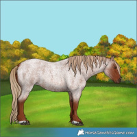 Horse Color:Red Roan 