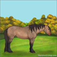Horse Color:Bay Dun 