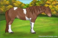Horse Color:Chestnut Tobiano 