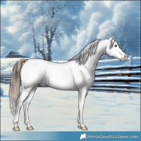 Horse Color:Bay Dun Appaloosa 