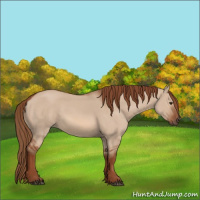 Horse Color:Red Dun 
