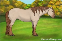 Horse Color:Red Dun 