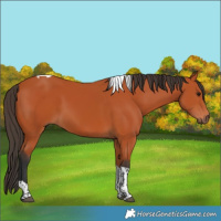 Horse Color:Bay Tobiano Rabicano 