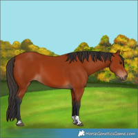 Horse Color:Bay Tobiano Rabicano 