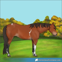 Horse Color:Bay Tobiano Rabicano
