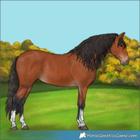 Horse Color:Bay Tobiano Rabicano 