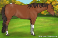 Horse Color:Bay Tobiano Rabicano 