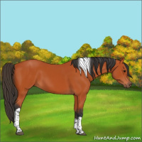 Horse Color:Bay Tobiano Rabicano