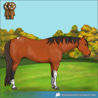 Horse Color:Bay Tobiano Rabicano 