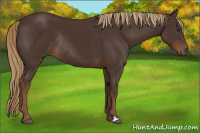 Horse Color:Liver Chestnut Rabicano 