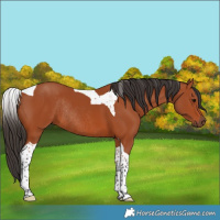 Horse Color:Bay Tobiano Rabicano 