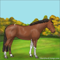 Horse Color:Bay Tobiano Rabicano