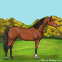 Horse Color:Bay Tobiano Rabicano 