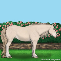 Horse Color:Perlino 