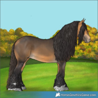 Horse Color:Buckskin 