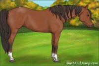 Horse Color:Bay Tobiano Rabicano