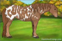 Horse Color:Chestnut Appaloosa