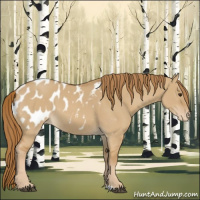 Horse Color:Red Dun Appaloosa 