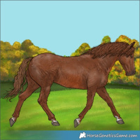 Horse Color:Chestnut  and Chestnut 
