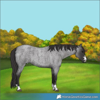 Horse Color:Smoky Blue Roan