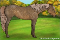 Horse Color:Chocolate Palomino Roan 