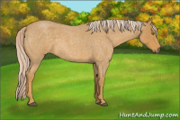 Horse Color:Palomino Roan 