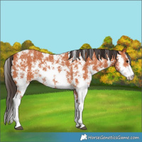 Horse Color:Bay Sabino 